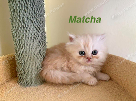 Beautiful exotic Persian Kittens