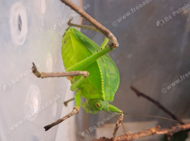 Giant Hooded Katydid and baby Jungle Nymphs