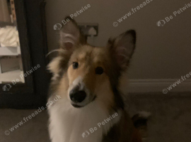 7 month old puppy