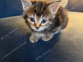 Beautiful litter of kittens