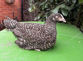 4 month old Olive Eggers