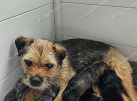 LAST BORDER TERRIER GIRL