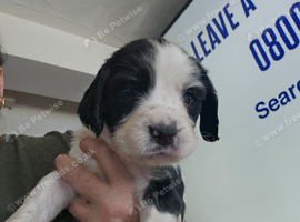 Spaniel pups