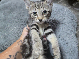 Beautiful kittens