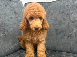 Poodle