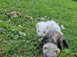 Ferret kits available