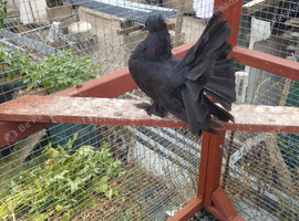 Indian fantail