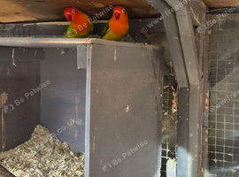 Pair of breeding love birds