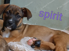 German shepherd cane corso
