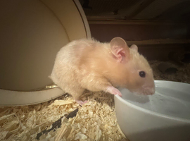 Female hamster