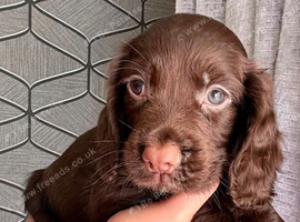 Cocker spaniel puppy ready to leave.