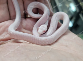 cb26 palmetto cornsnake for sale