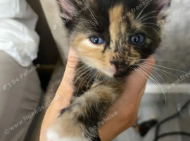 beautiful 8 week old kittens