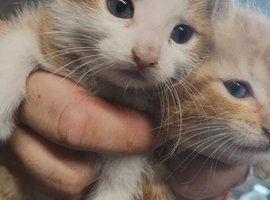 Orange tabby kittens