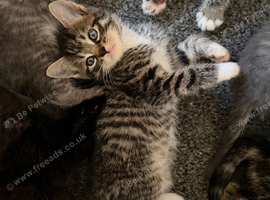 Mix of Ragdoll and British Shorthair male kitten