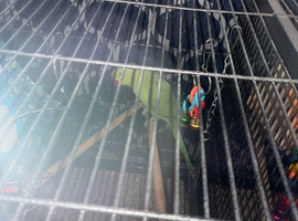 2 beautiful birds for sale