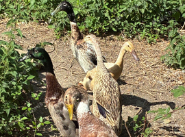 5 runner ducks looking for a new home