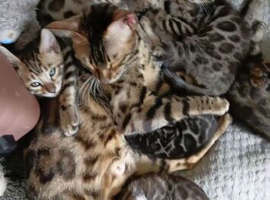 Bengal kittens for sale