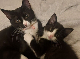 2 tuxedo kittens need going urgently