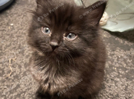 Kitten 9 week old domestic long hair