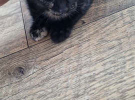 Mixed kittens