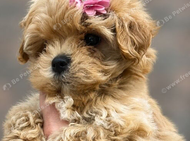 Asian Maltipoo Puppy