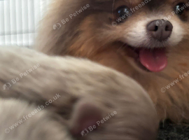 Lilac and tan Pomeranian