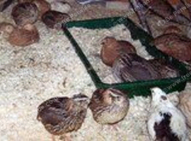Japanese....large males and females or sale....