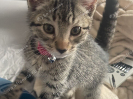 Female moggie tabby