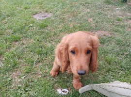 One F2 miniature cockapoo puppy left!