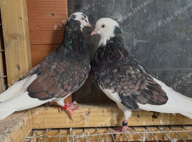 Deep Birmingham roller pigeons