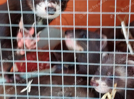 Black polcats  eu polecat