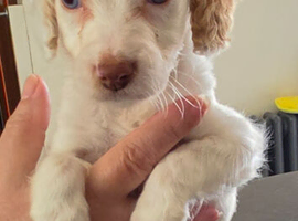 Cockapoo f1 pups &times;3
