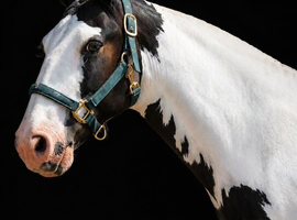 Beautiful 13.2hh Cob Mare &ndash; Project for a Confident Adult