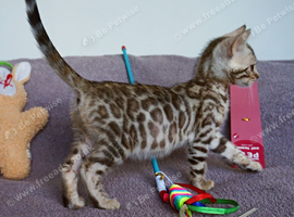 Gorgeous Bengal Girl Kitten