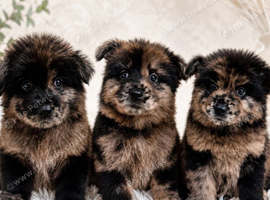 CHOW SHEPHERDS READY NOW