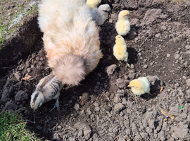 Serama & Silkies Mixed