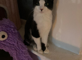 1 year girl bobtail