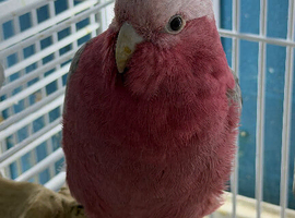Baby galah cockatoo