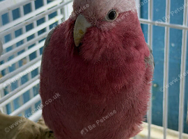 Baby galah cockatoo