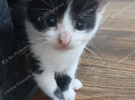 8 week old male kitten