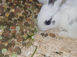 Rabbit kits