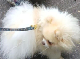 Beaver and white parti colour Pomeranian KC reg