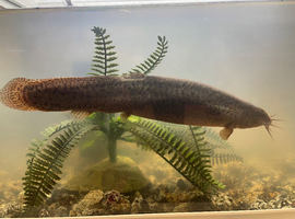 Loach