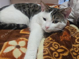 Male cat