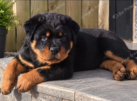 Chunky Pure Breed Male Rottweiler Puppy