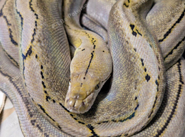 Platinum Bacan motley male reticulated python