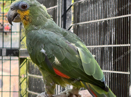 Orange Wing Amazon Hen