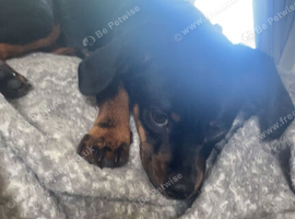 8month chihuahua x dachshund puppy