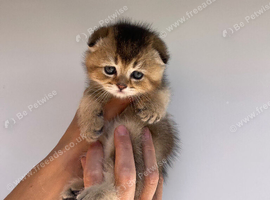 PUREBRED SCOTTISH FOLD KITTENS
